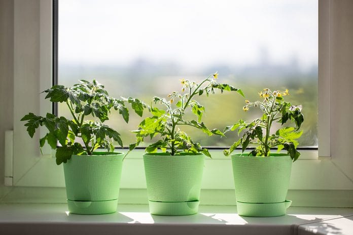 Bushes Of Cherry Tomatoes Grow In Flower Pots On The Windowsill.